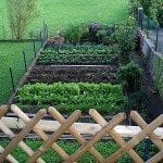 vegetable garden