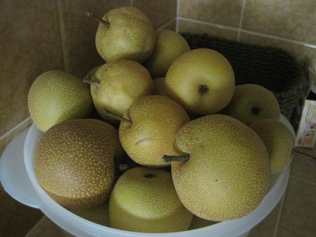 A pile of asian pears in a white bowl.