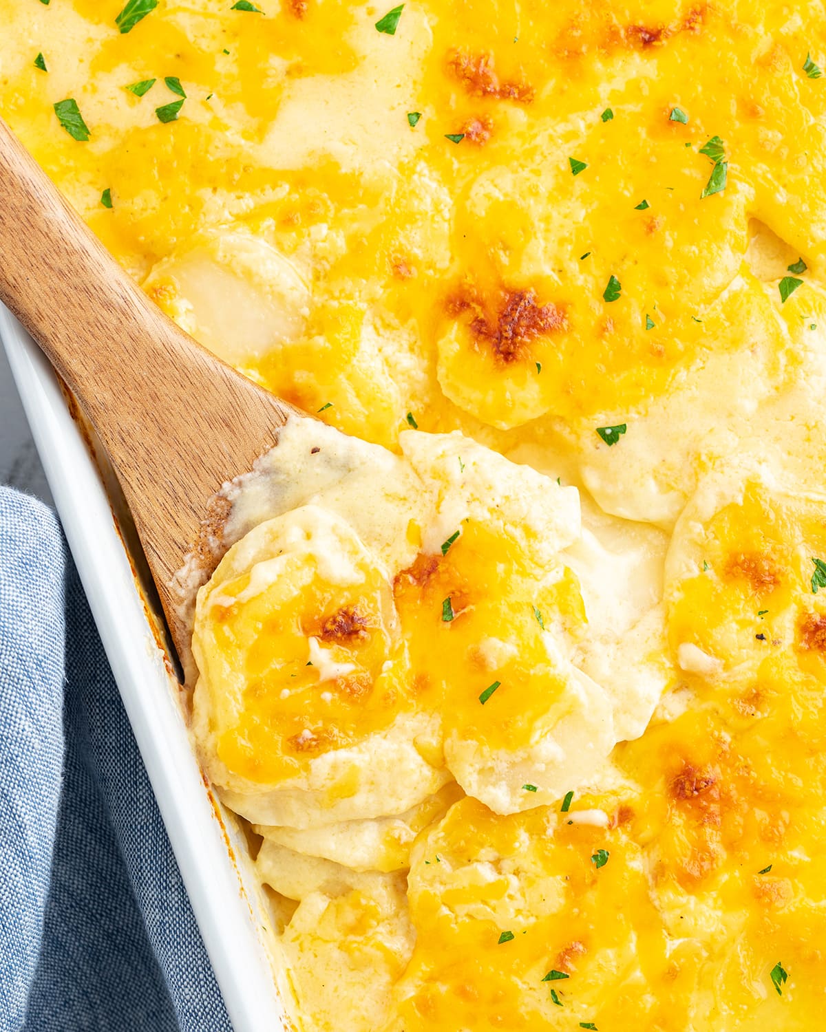 A close up of a spoonful of cheesy scalloped potatoes in a dish. 