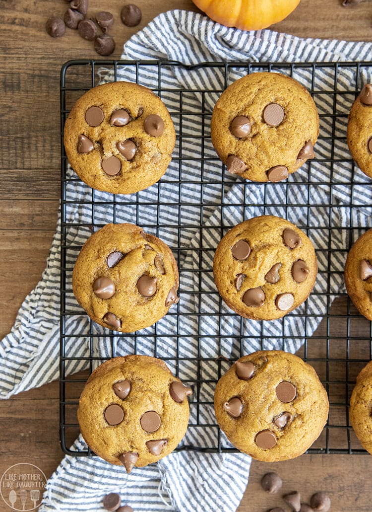 Pumpkin Chocolate Chip Muffins are perfect for breakfast or a snack