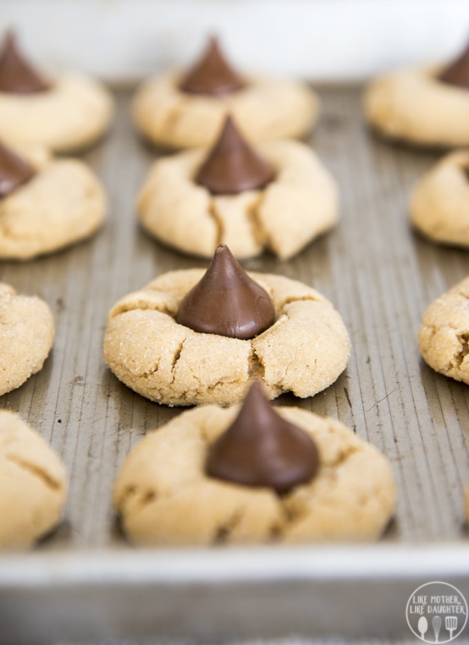 Rows of peanut butter blossoms cookies on a cookie sheet.