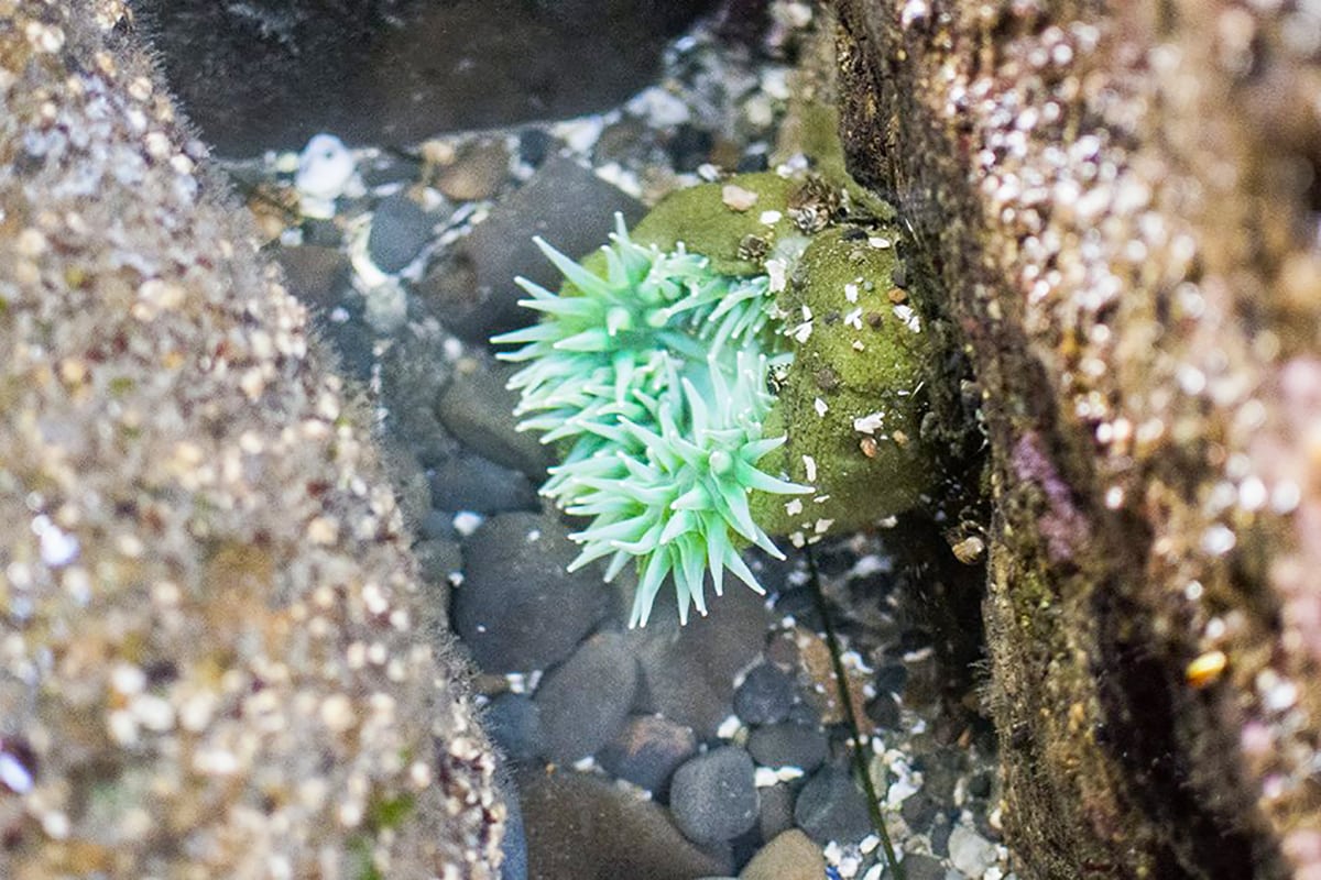 A green sea anenome. 
