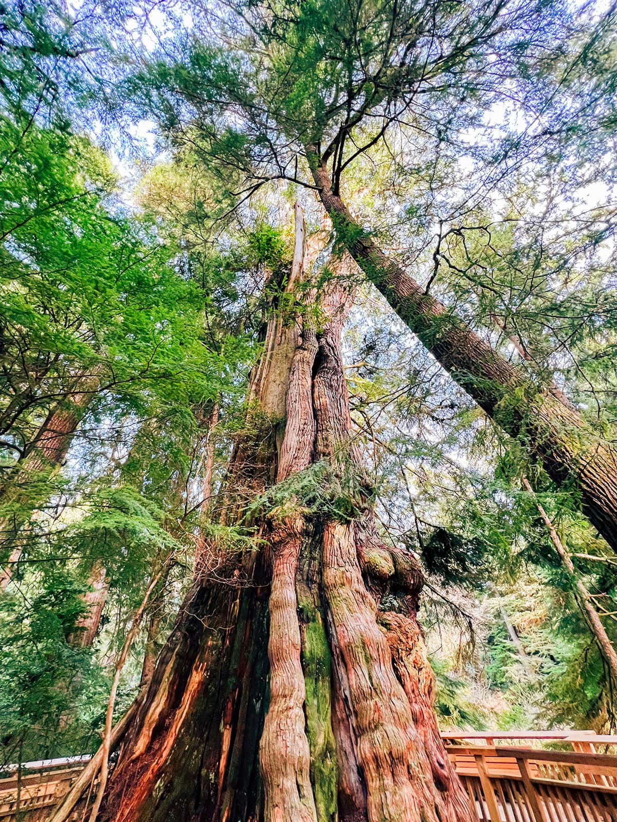 A giant cedar tree. 
