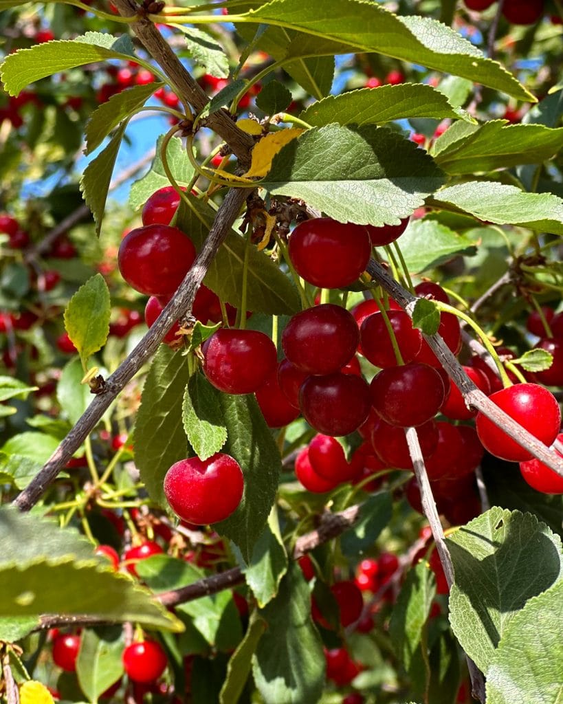 Red montmorency tart cherries on a tree.